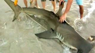 Monster Hammerhead Shark on the Beach [upl. by Zumwalt764]