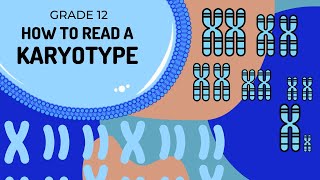 How to read a karytoype  What is a autosome and gonosome [upl. by Enelra]