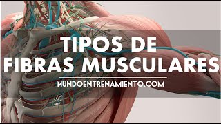 Tipos de Fibras musculares [upl. by Rese267]