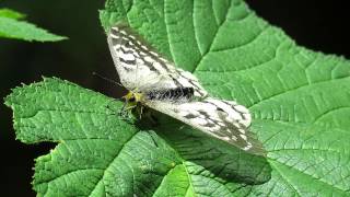 Female Clodius Parnassian Parnassius clodius [upl. by Oirromed]