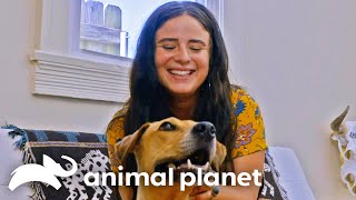 Valentinas Heartwarming Journey to Her Forever Home  Pit Bulls and Parolees  Animal Planet [upl. by Anicnarf]