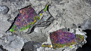 Alberta Ammonites with incredible Ammolite patterns [upl. by Laundes]