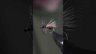 Wrights Royal Fly [upl. by Kcolttam]