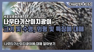 나무타기산미치광이PrehensileTailed Porcupine크기 및 수명 외형 및 특징에 대해트리포큐파인 [upl. by Troy]