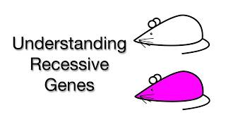 Understanding Recessive Traits Genetics Explained with Mice Experiments [upl. by Yemarej]