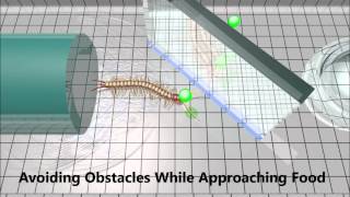 Real Time Animation of Centipede Myriapoda [upl. by Ecahc]