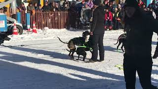 Fur Rondy Dog Sled Races 2024 Anchorage Ak [upl. by Enelime]