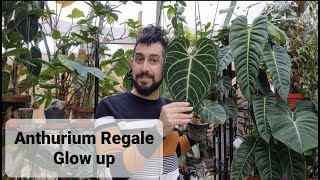 Growing an Anthurium Regale [upl. by Ginnie]