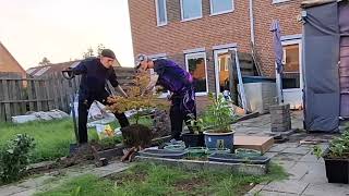 Japanse esdoorn uit oude stenen pot halen en verplanten in volle grond made by Garden Tube [upl. by Ailaza]