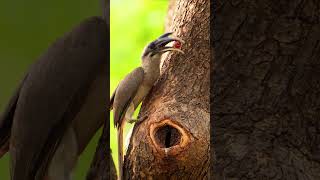 Breathing Moment of Mother feeding baby inside ❤️ wildlifeshortsbirdsnestgreyhornbill [upl. by Eintruok]