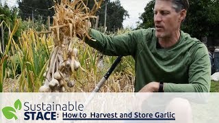 How To Harvest and Store Garlic [upl. by Guthrey63]