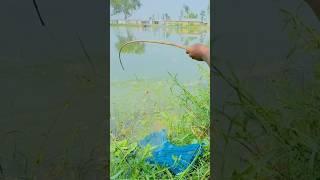 Hook Fishing 🎣 Fishing With Hook  Catching Cap Fish By fish hook fishing shortsvideo fish [upl. by Gustafsson]