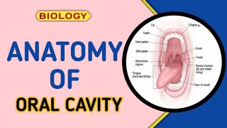 Anatomy Of ORAL CAVITY  Biology [upl. by Bourque262]