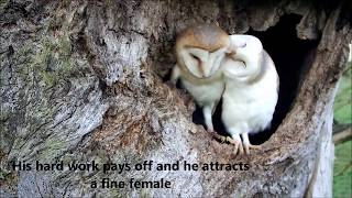 Bringing Up Baby How Barn Owls Do It  Discover Wildlife  Robert E Fuller [upl. by Maeve]