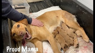 Puppies Being Born Natural Birth Highlights from Our Dogs First Litter [upl. by Akalam795]