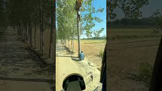 Use An Excavator To Cooperate With Loggers In Cutting Down Trees [upl. by Ellienad]