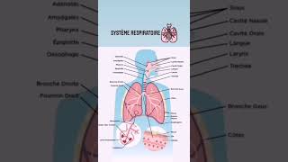 le système respiratoire [upl. by Laicram]