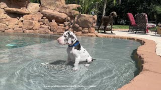 Great Dane Puppy Sits In the Pool amp Watches Big Dog Sisters Run Zoomies amp Swim [upl. by Enier]