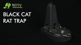 Black Cat Rat Trap [upl. by Thordis]