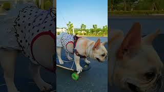 Dogs skateboarding down the steps both strength and courage are indispensable！👌 pets cute funny [upl. by Okomot]