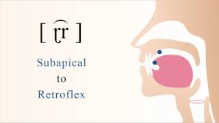 ɽ͡r  voiced subapical retroflex trill [upl. by Gnilrets]