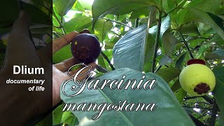 Mangosteen Garcinia mangostana  part 1 [upl. by Negaem]