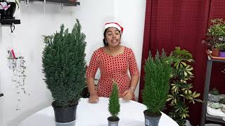 Chamaecyparis law or Lawson cypress plant caremalayalam [upl. by Oileve]