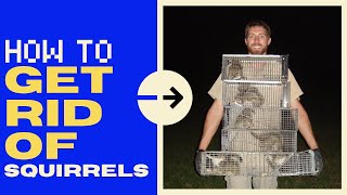 How to Get Rid of Squirrels in the Attic Quickly  2024 [upl. by Acisset363]