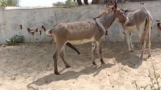 donkey injauiy jungle villagelife youtubeshorts nature animal funny comedy video [upl. by Isiad]