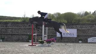 Oberdine P HERMANTICO x NARCOS 4 years old mare [upl. by Neslund]