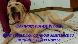 Heartworm in Dogs What About Drug Resistance [upl. by Oler170]