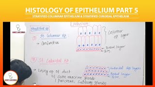 Stratified columnar epithelium  Stratified Cuboidal Epithelium  Epithelium  Histology  UHS [upl. by Boyce509]