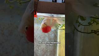 How treat swim bladder disorder in goldfish [upl. by Reynolds]