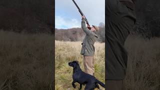 Driven Shooting with Labrador Retriever Gundog shotgun dog [upl. by Battista]