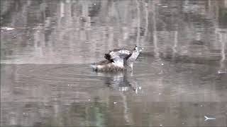 PiedBilled Grebe Wing behavior [upl. by Clovis628]