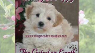 wwwrollingmeadowspuppiescom  Maltipoo Puppies [upl. by Yesmar]