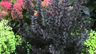 Proven Winners® Gardener Channel Proven Winners® MustHave Shrubs [upl. by Enylodnewg]