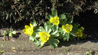 Winterling Eranthis hyemalis [upl. by Aseefan309]