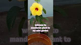 Welcome to mandaram plant to my mini garden and rose plant hangingplants dreamgarden gardenlovers [upl. by Issy]