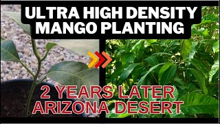 Ultra High Density Mango Experiment Update  9B Arizona Desert [upl. by Iznik118]