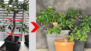 Make three new bonsai trees out of one ugly ficus plant by airlayering [upl. by Asserrac]