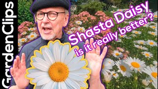 Shasta Daisy The longest blooming flowering perennial [upl. by Einwahr]