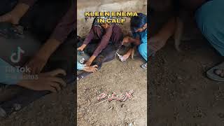 Enema in calf This very easy method🌹Today is k liye calf k rectum ma solution use hora ha [upl. by Phene]