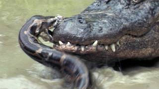 Python vs Alligator 09  Real Fight  Python attacks Alligator [upl. by Nailil]