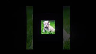 Neapolitan Mastiff  neapolitanmastiff edit template [upl. by Spain]