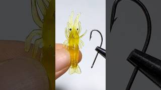 Tips for using shrimp for fishing fishing fishinglife [upl. by Sila798]