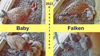 2022 Monastery Kestrels  Baby Kestrels south nesting box [upl. by Rae]