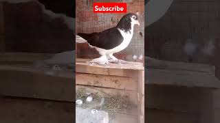 Mara kabootar na eggs lay kar Diya pigeon shorts [upl. by Hebe686]