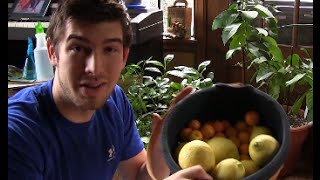 Huge Indoor Citrus Harvest In Michigan  MIgardener [upl. by Alioz]