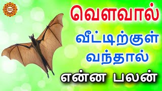 வவ்வால் வீட்டுக்குள் வந்தால் என்ன பலன்  Vavval veetukul vanthal palan  veetukul vavval vanthal [upl. by Eecyak]